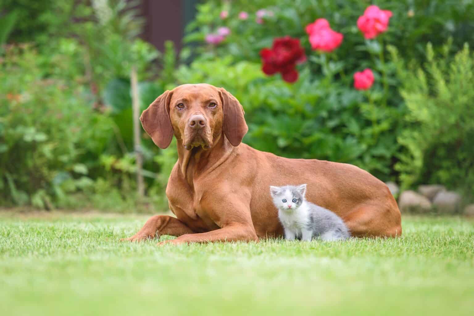 How Much Does a Vizsla Cost? (2024 Updated)