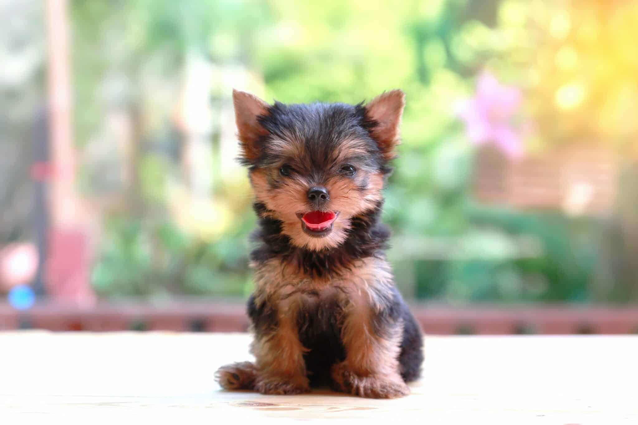 How Much Does a Teacup Yorkie Cost? (2024 Updated)