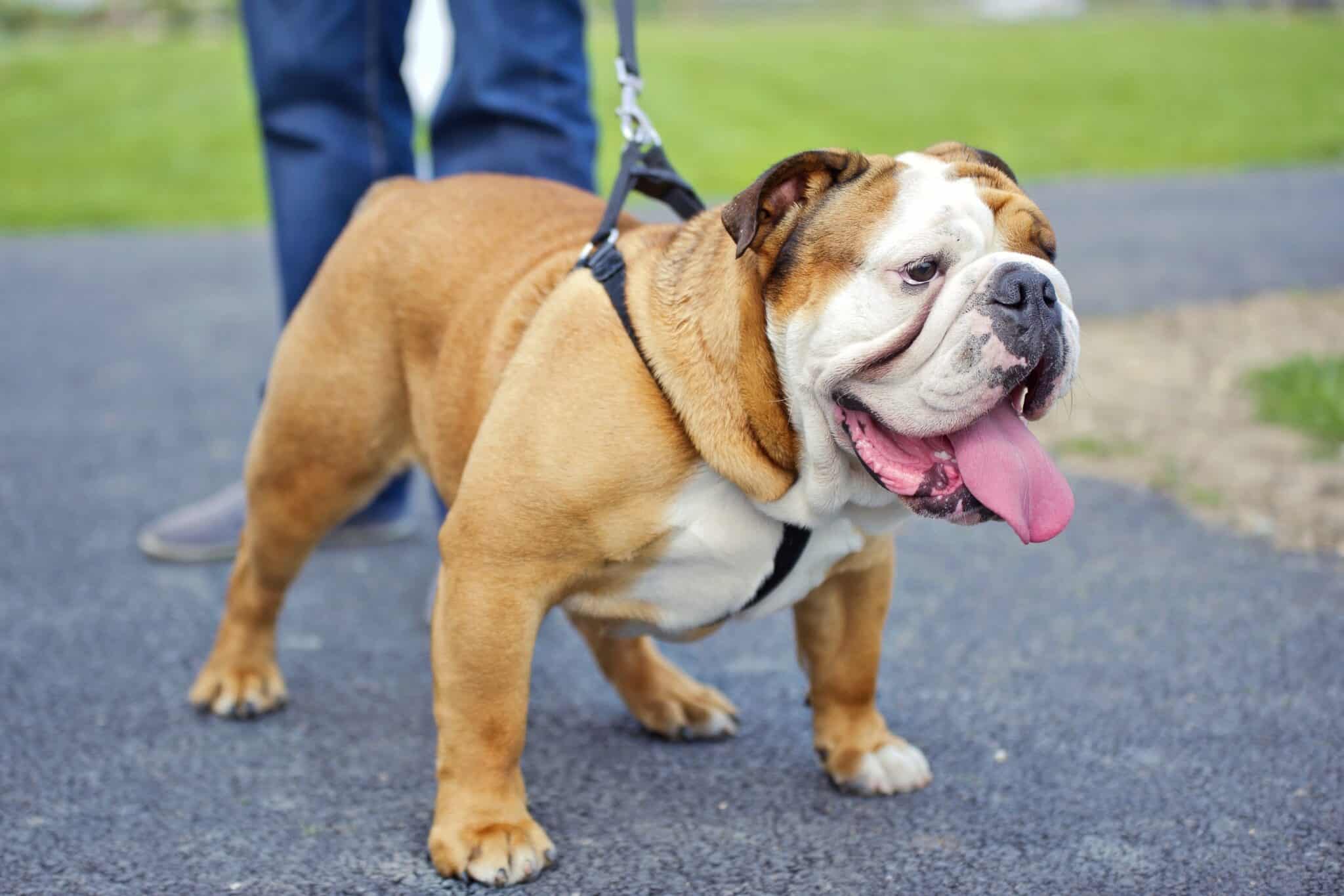 How Much Does an English Bulldog Cost? (2024 Updated)