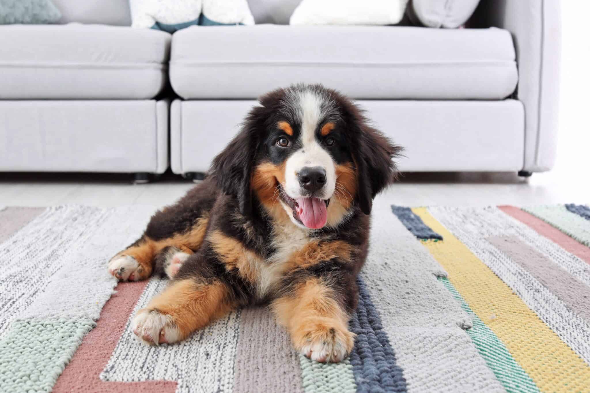 How Much Does a Bernese Mountain Dog Cost? (2024 Updated)