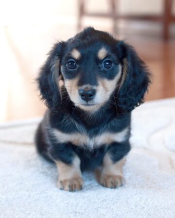 27 Dachshund Colors & Markings (With Pictures)