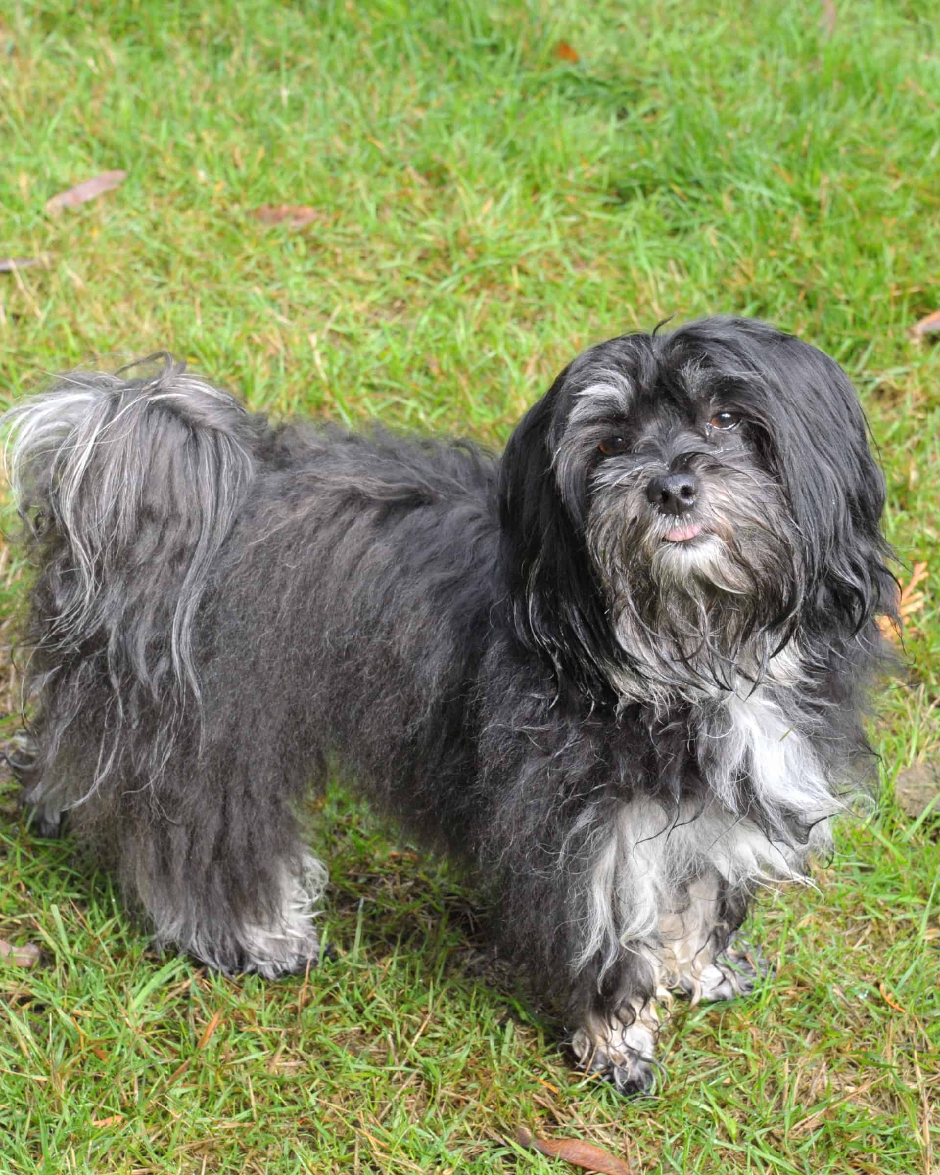 24 Havanese Colors and Markings (With Pictures)