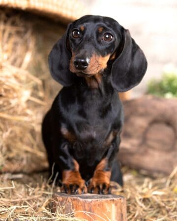 27 Dachshund Colors & Markings (With Pictures)