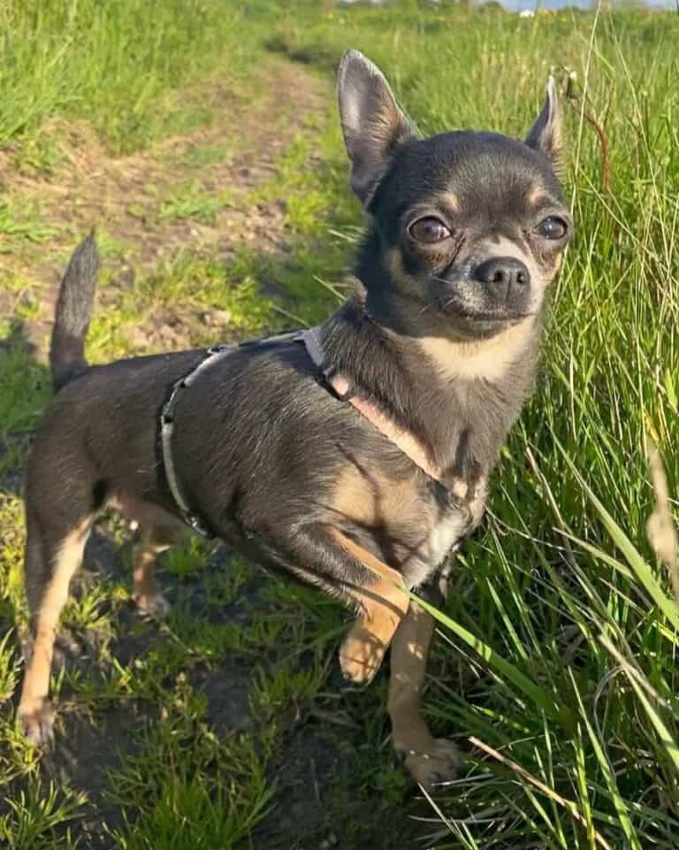 34 Chihuahua Colors Explained (With Pictures)