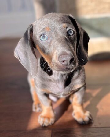 27 Dachshund Colors Markings With Pictures 27-dachshund-colors-markings-with-pictures