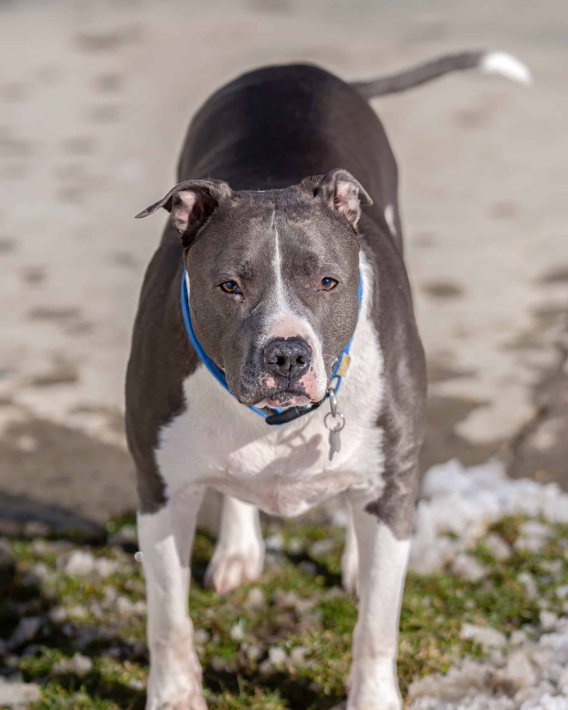 30 Pitbull Colors & Patterns Explained (With Pictures)