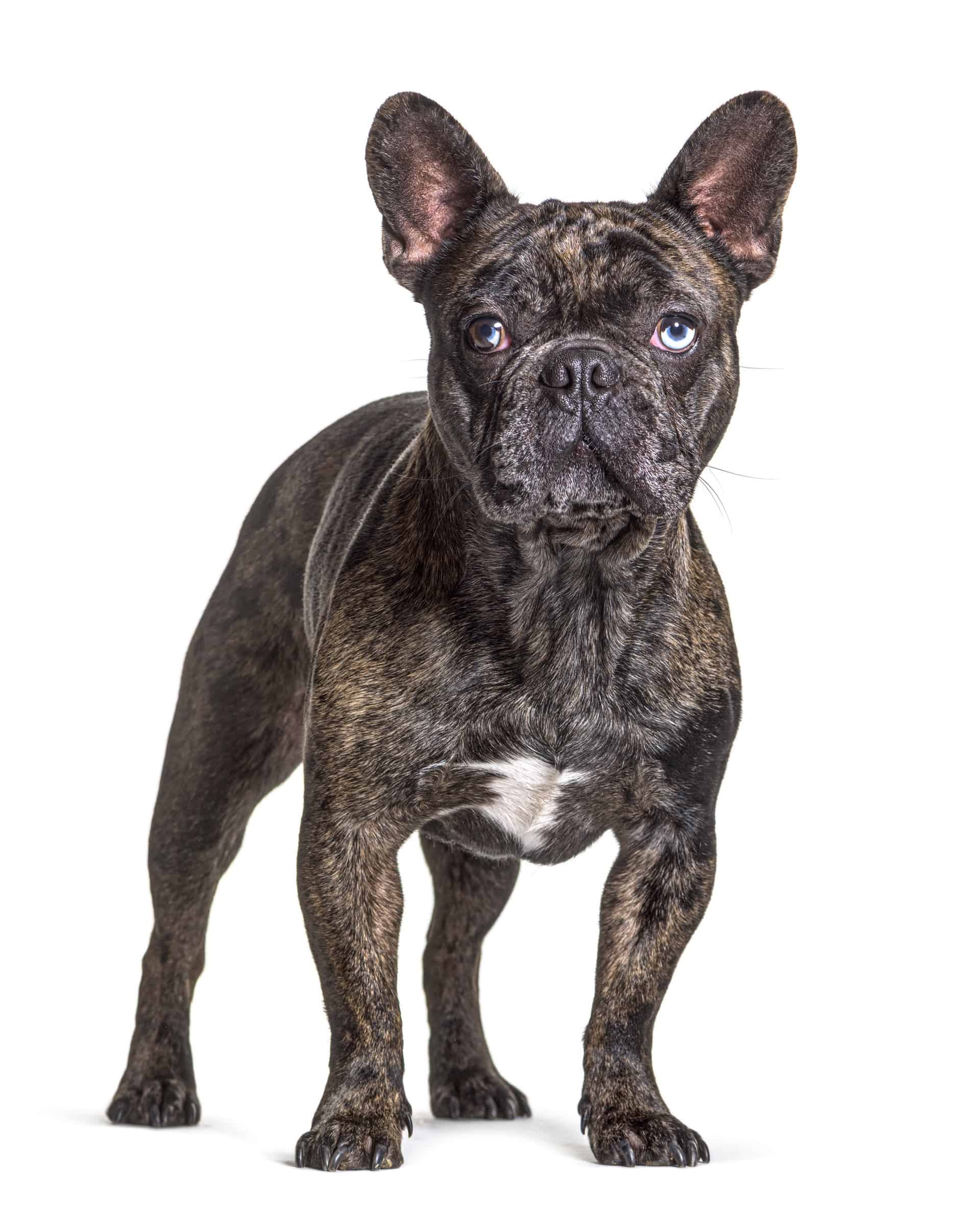32 French Bulldog Colors & Markings (With Pictures)