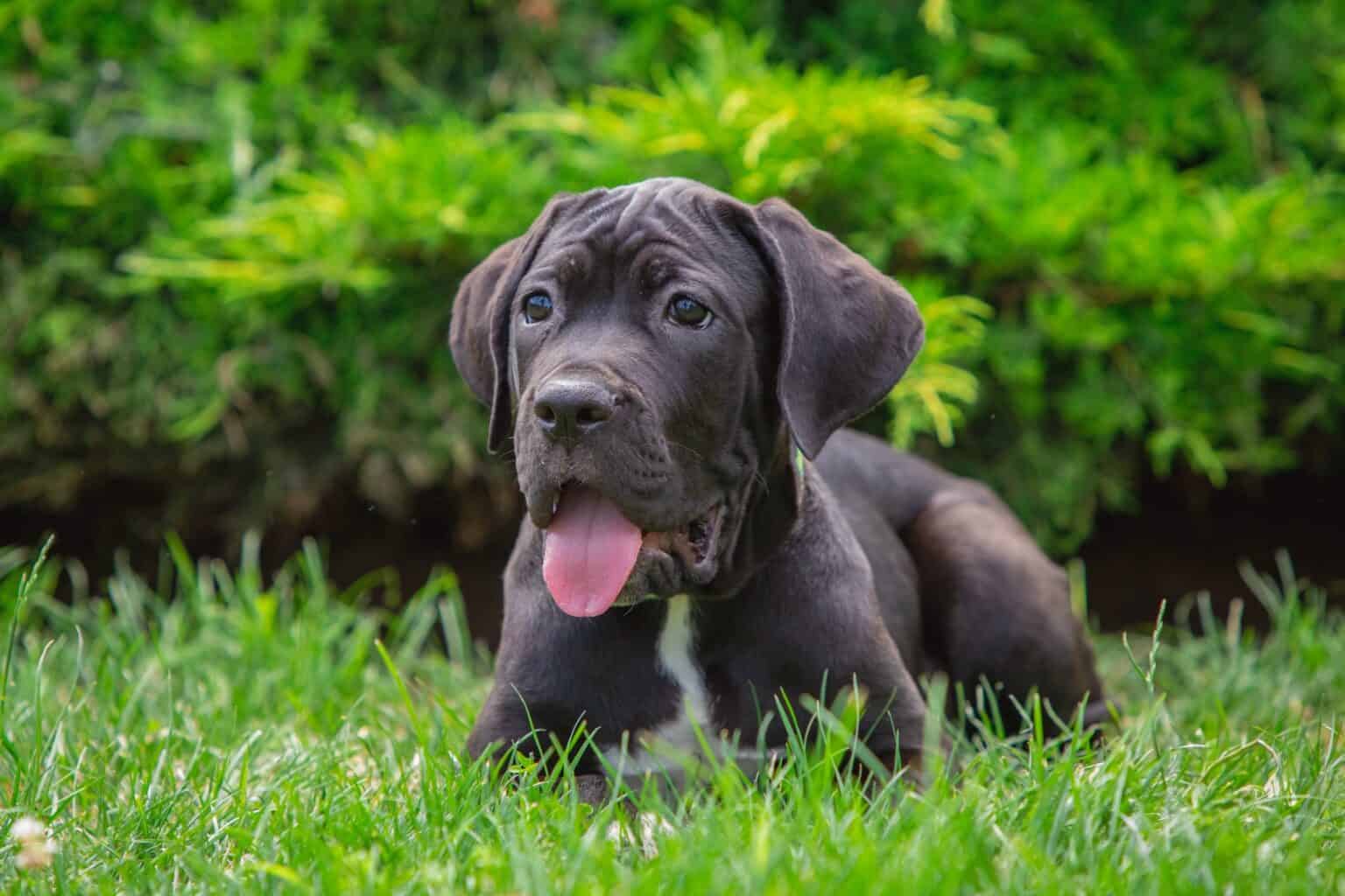 How Much Does a Cane Corso Cost? (2024 Updated)