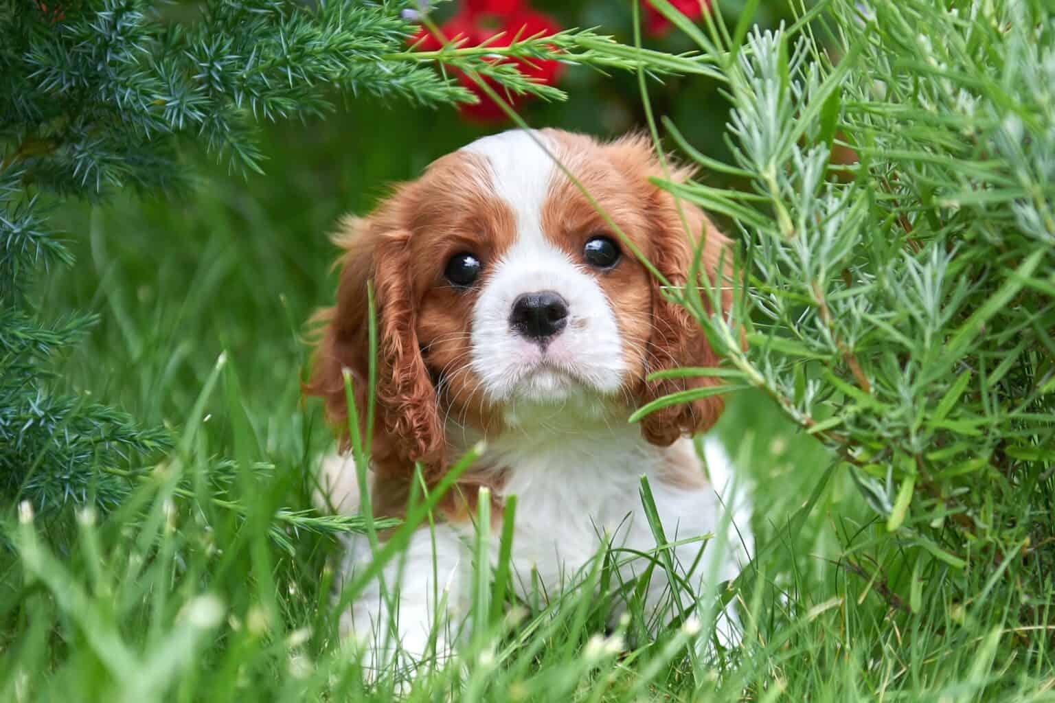 How Much Does a Cavalier King Charles Spaniel Cost? (2024 Updated)