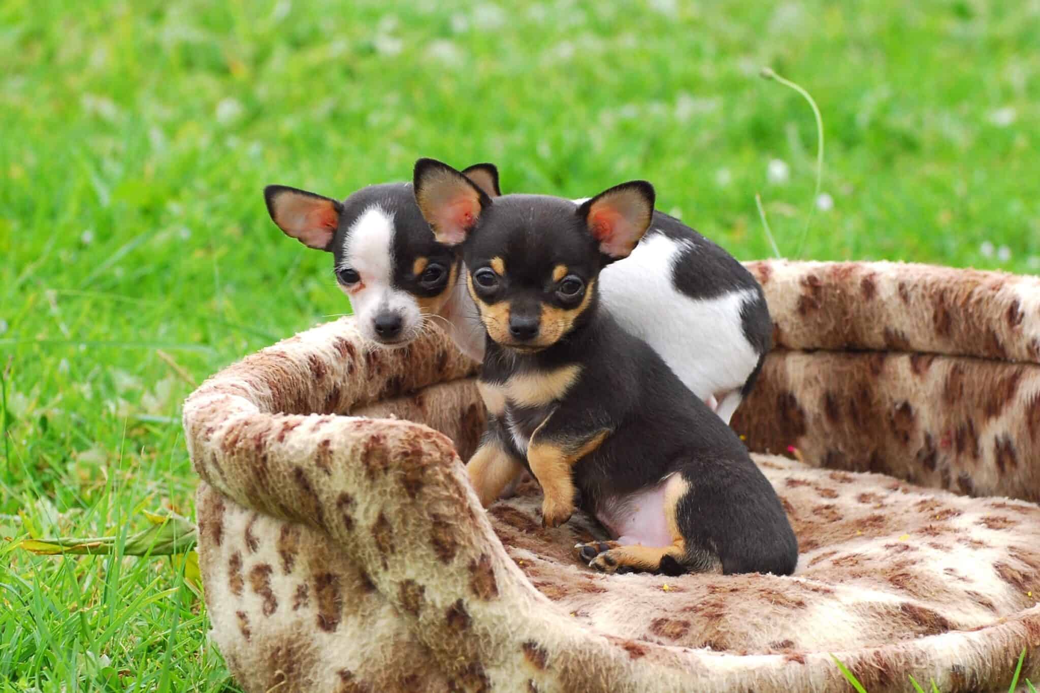 How Much Does a Chihuahua Cost? (2024 Updated)