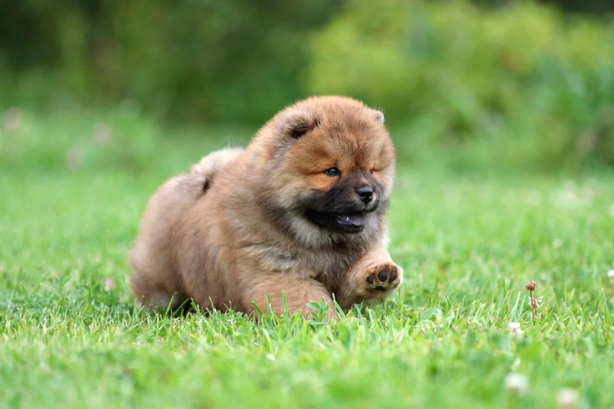 How Much Does a Chow Chow Cost? (2024 Updated)