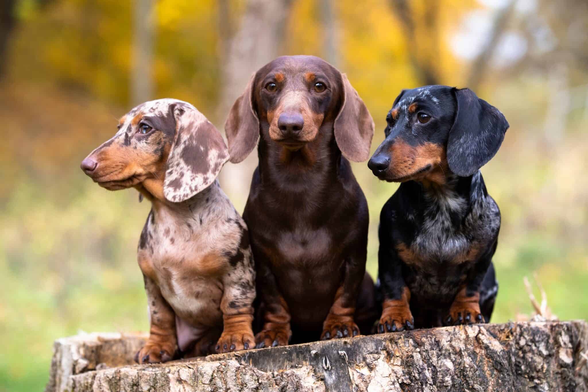 27 Dachshund Colors & Markings (With Pictures)