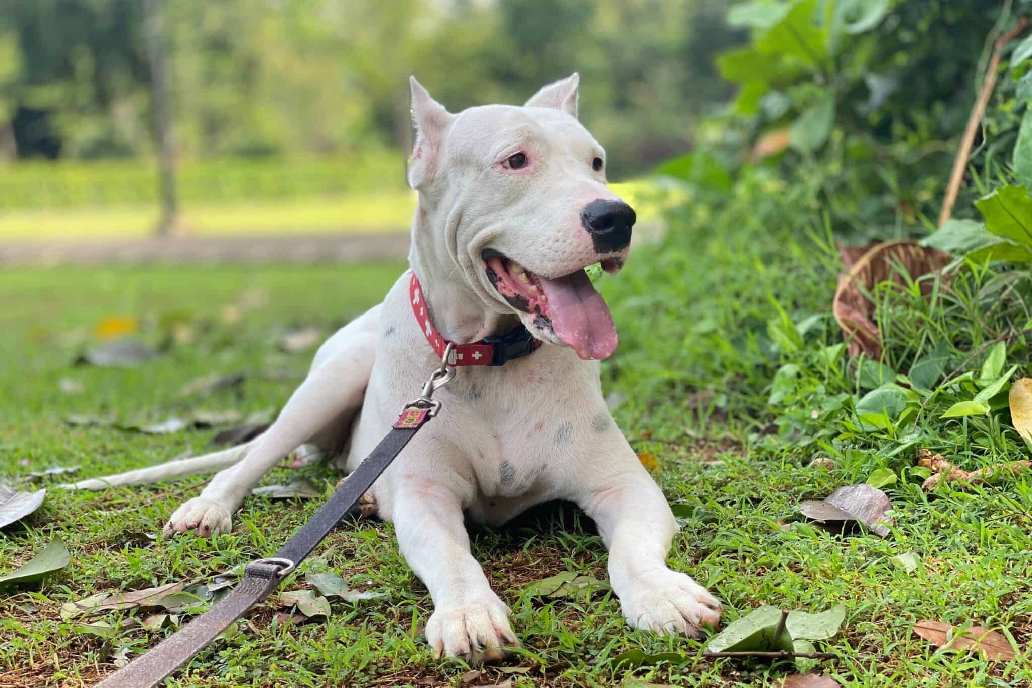 How Much Does a Dogo Argentino Cost? (2024 Updated)