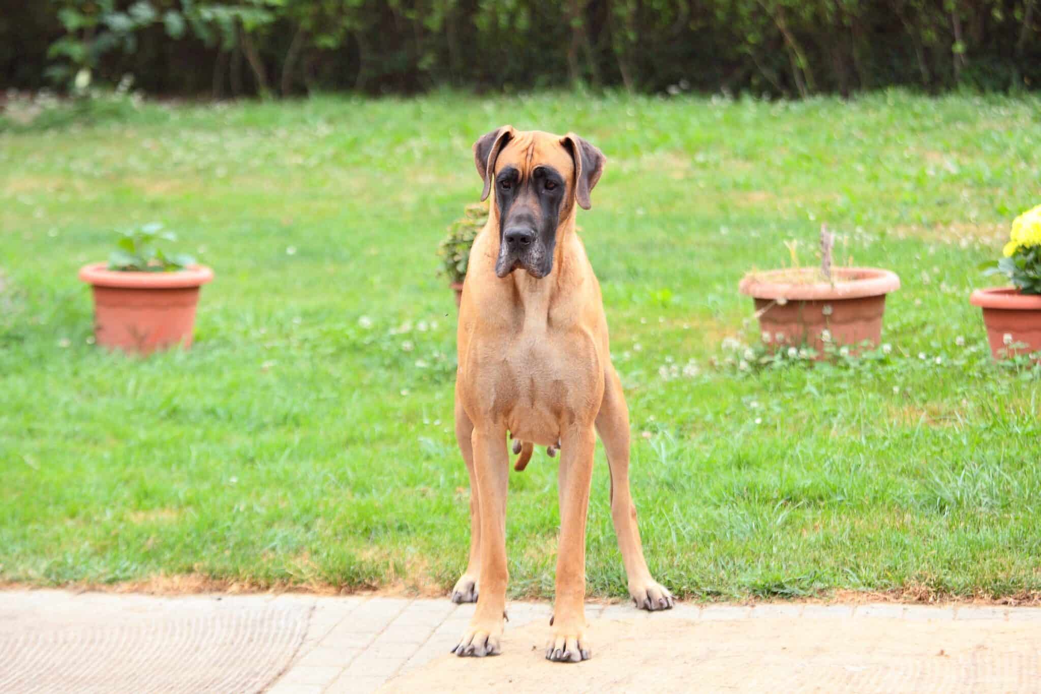 How Much Does a Great Dane Cost? (2024 Updated)