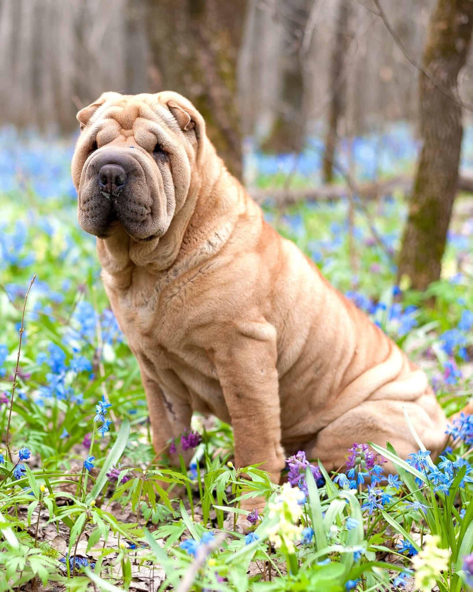 25 Shar-Pei Colors & Markings (With Pictures)