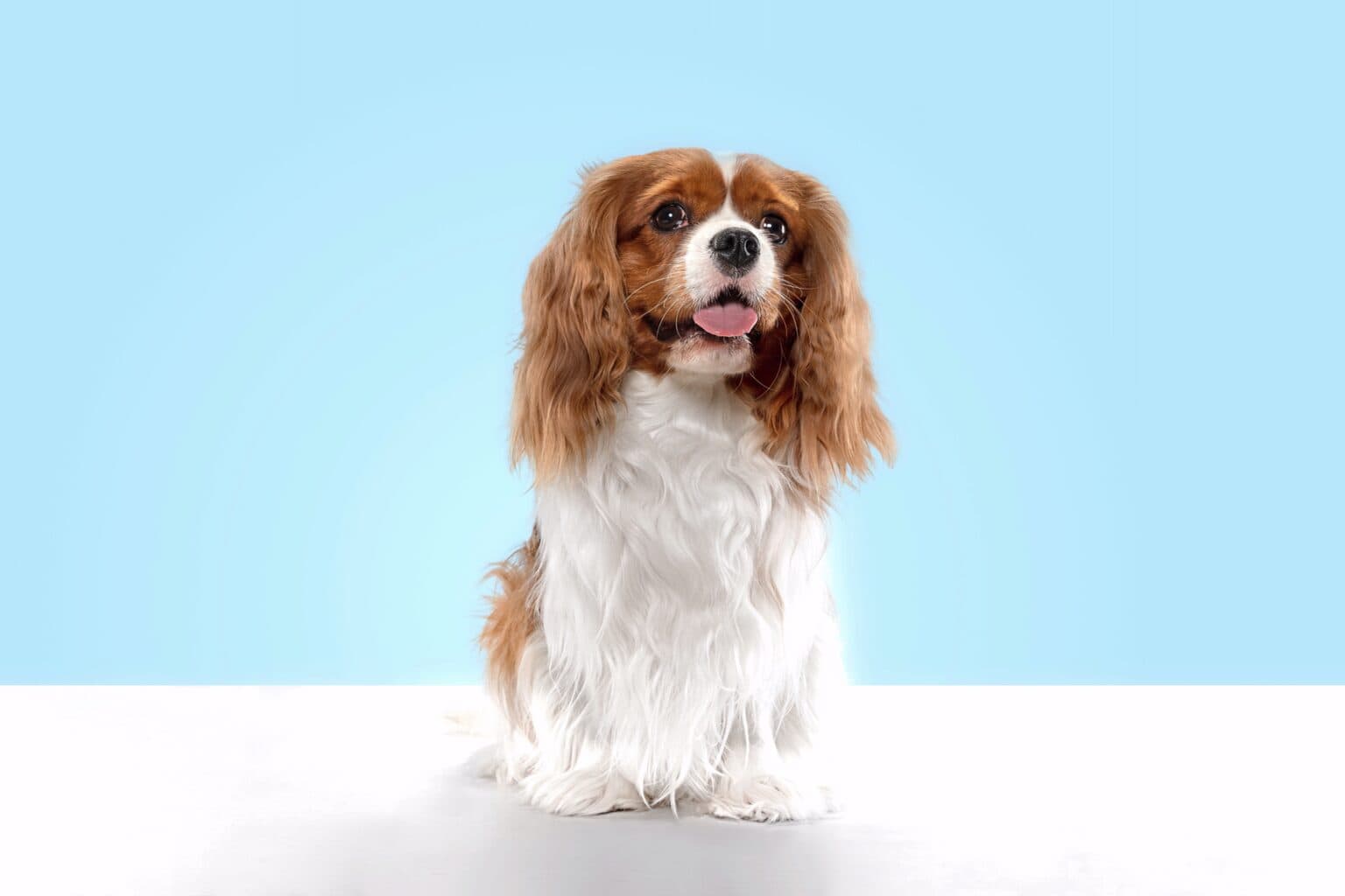 How Much Does a Cavalier King Charles Spaniel Cost? (2024 Updated)