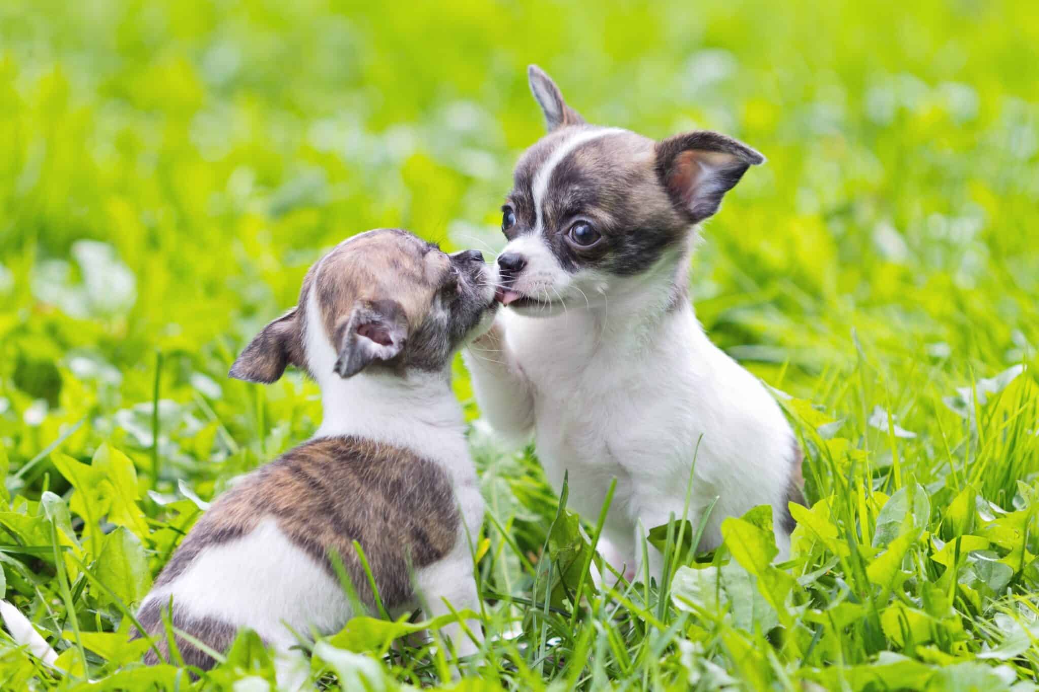 How Much Does a Chihuahua Cost? (2024 Updated)