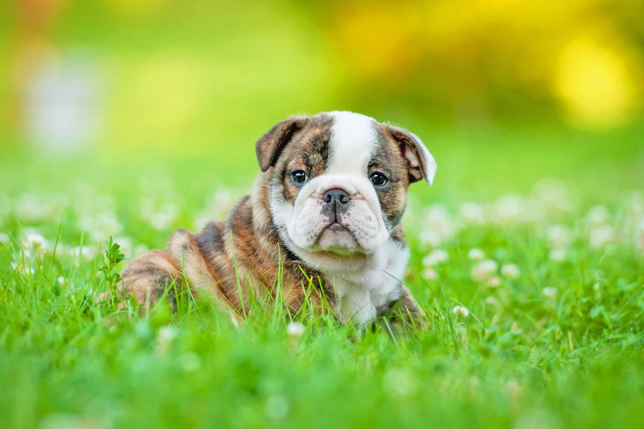 How Much Does an English Bulldog Cost? (2024 Updated)