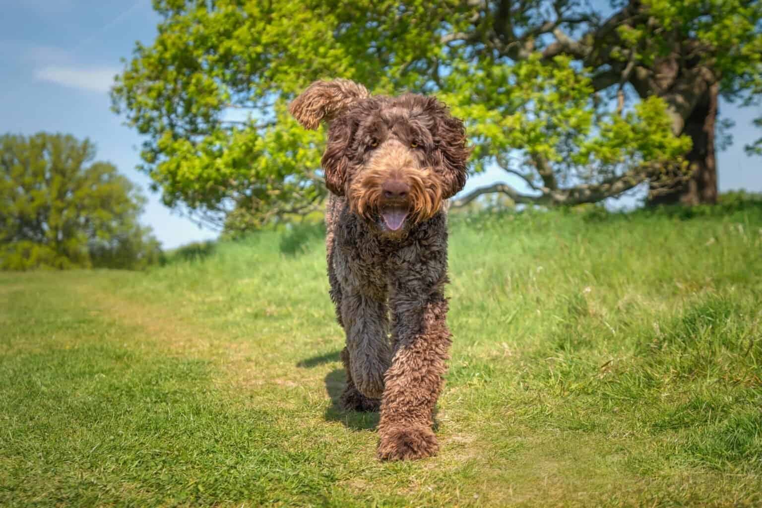 How Much Does a Labradoodle Cost? (2024 Updated)