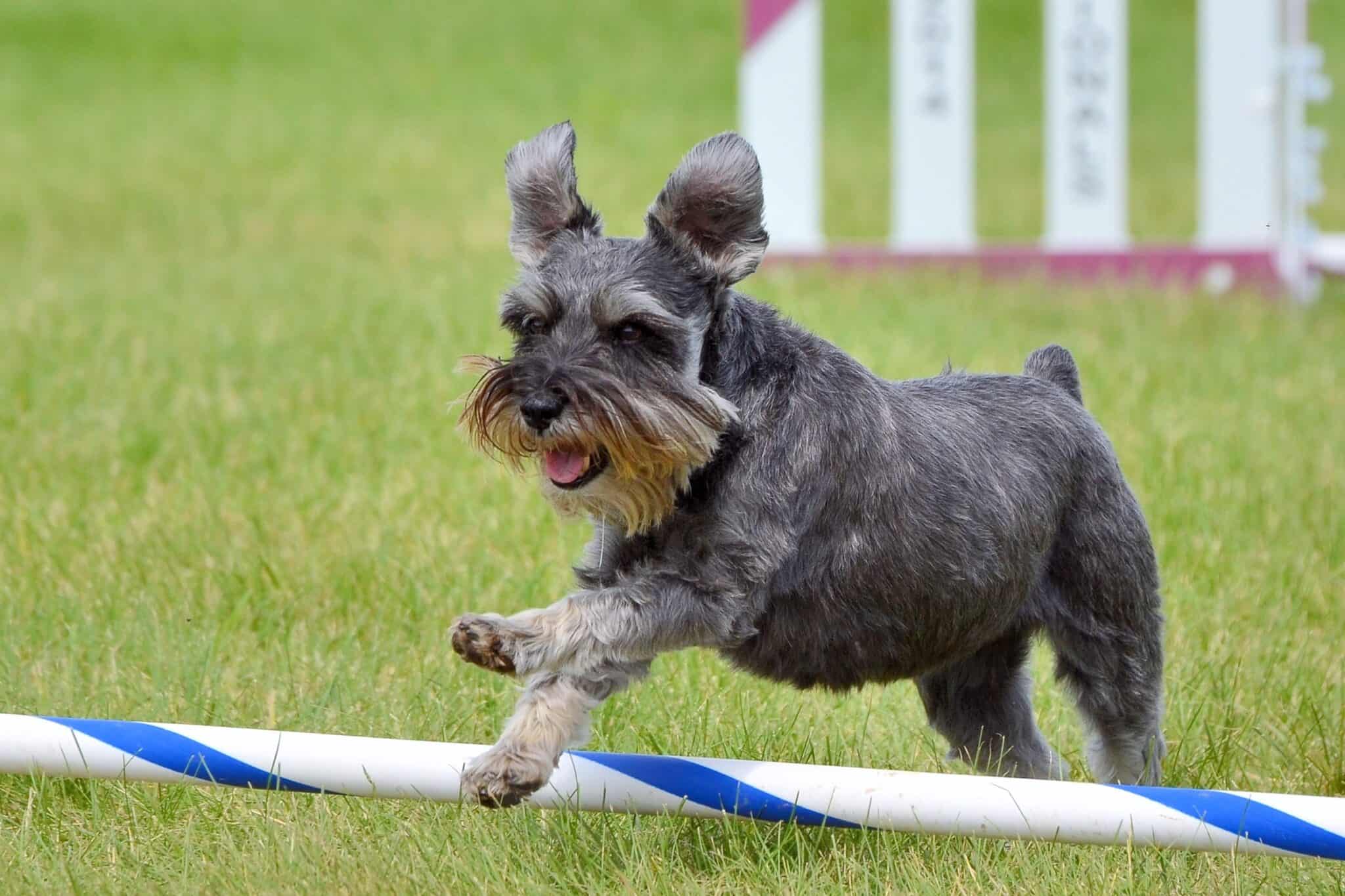 How Much Does a Miniature Schnauzer Cost? (2024 Updated)