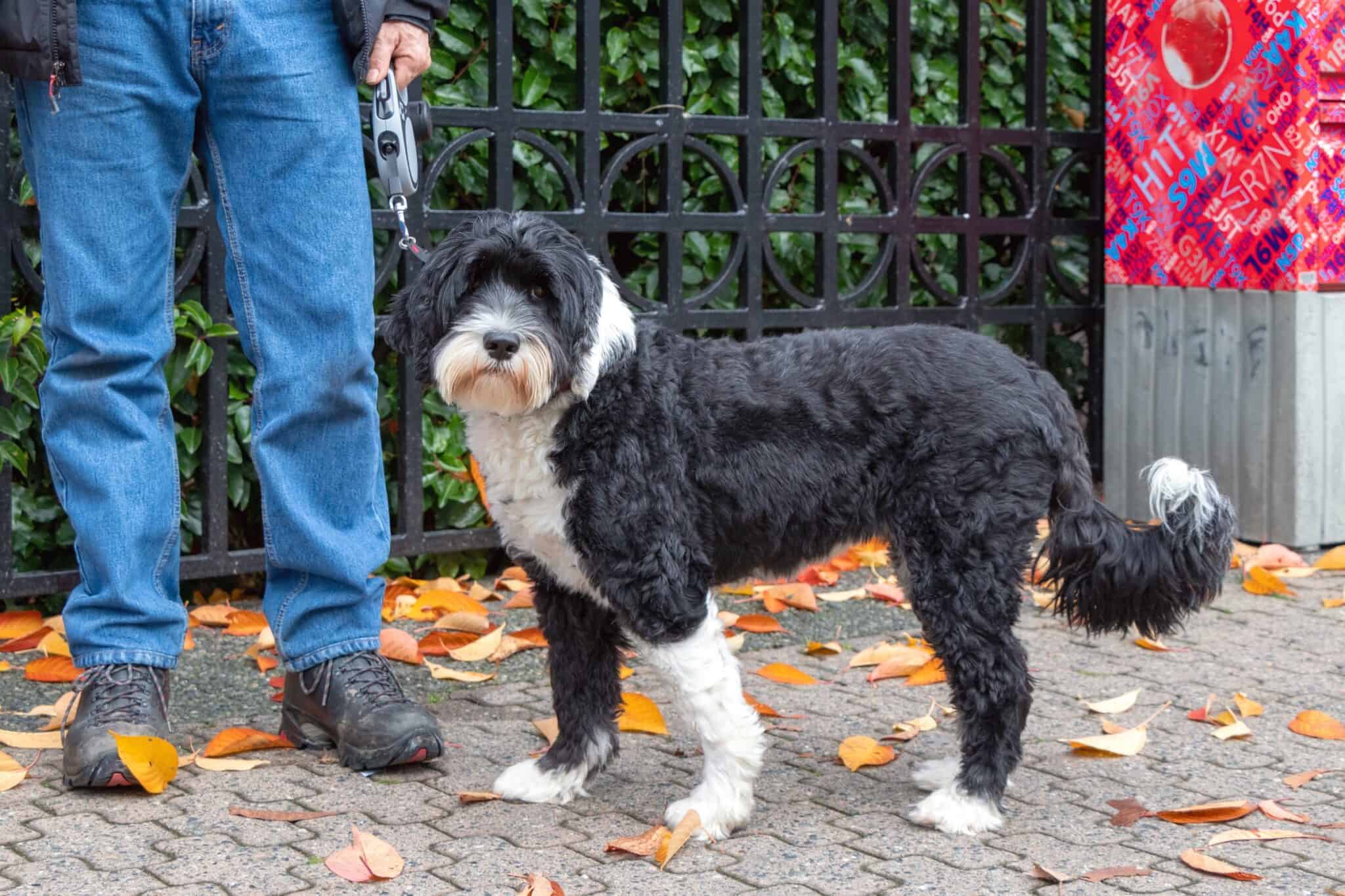 How Much Does a Portuguese Water Dog Cost? (2024 Updated)
