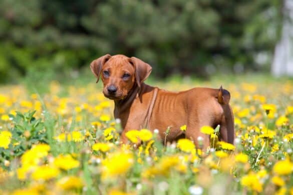 How Much Does a Rhodesian Ridgeback Cost? (2026 Updated)