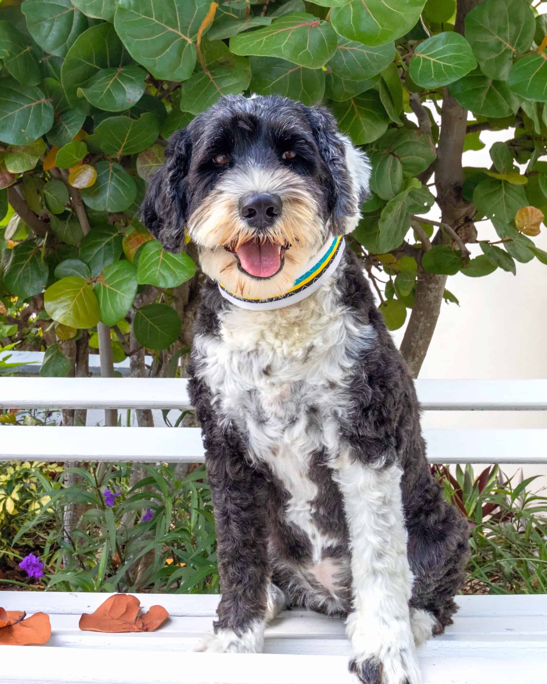 How Much Does a Portuguese Water Dog Cost? (2024 Updated)