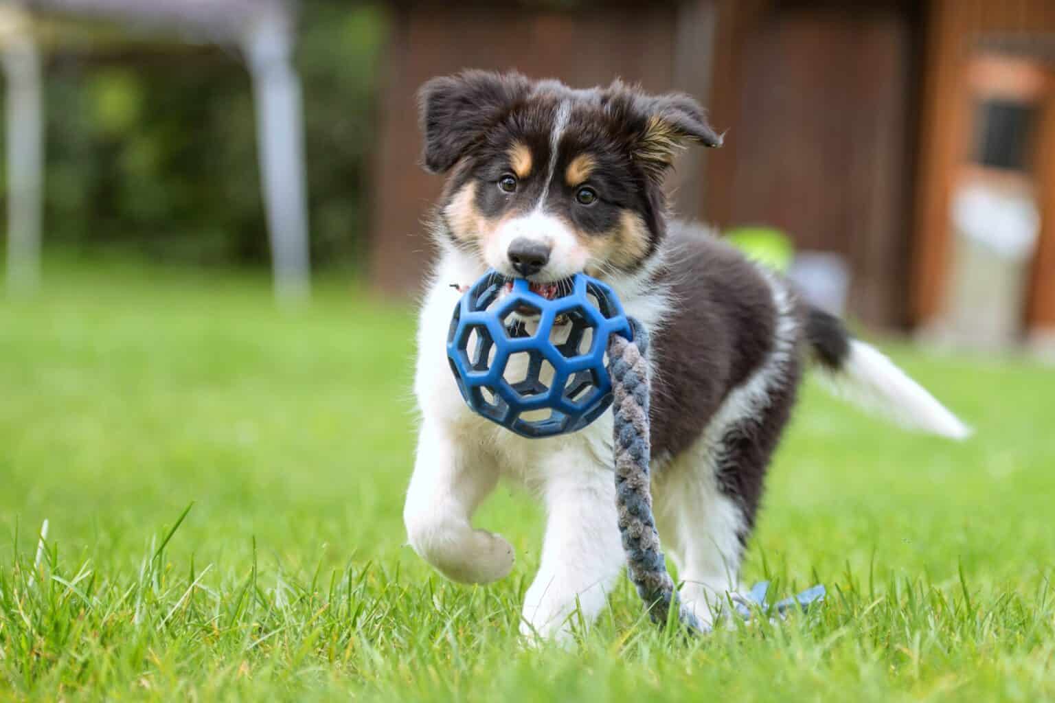 How Much Does a Border Collie Cost? (2024 Updated)