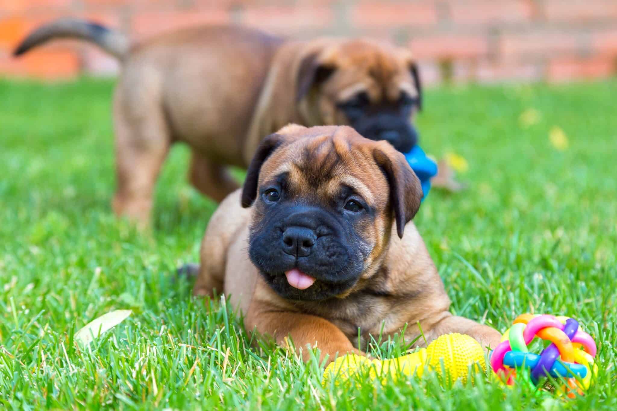 How Much Does a Bullmastiff Cost? (2024 Updated)