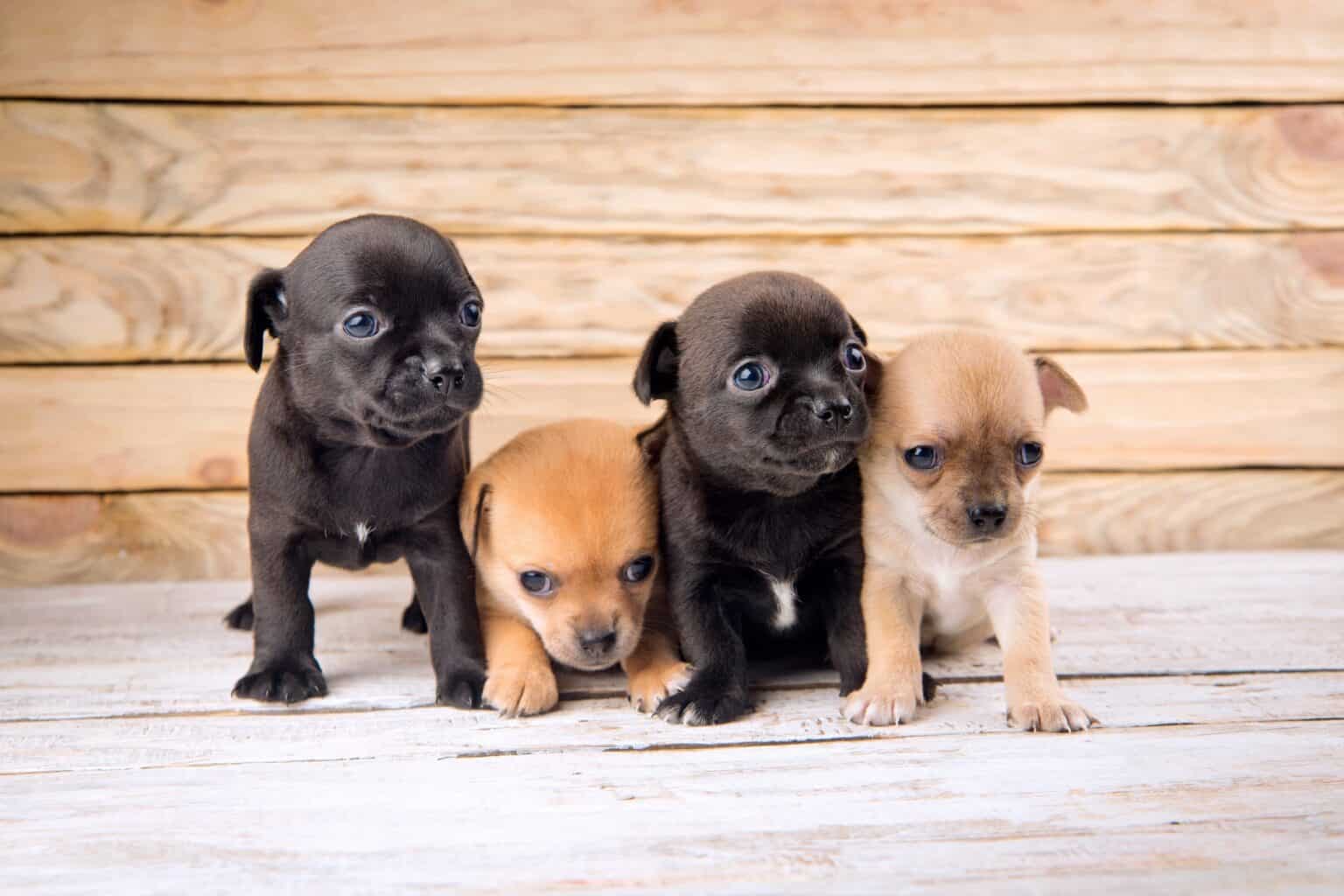 How Much Does a Chihuahua Cost? (2024 Updated)