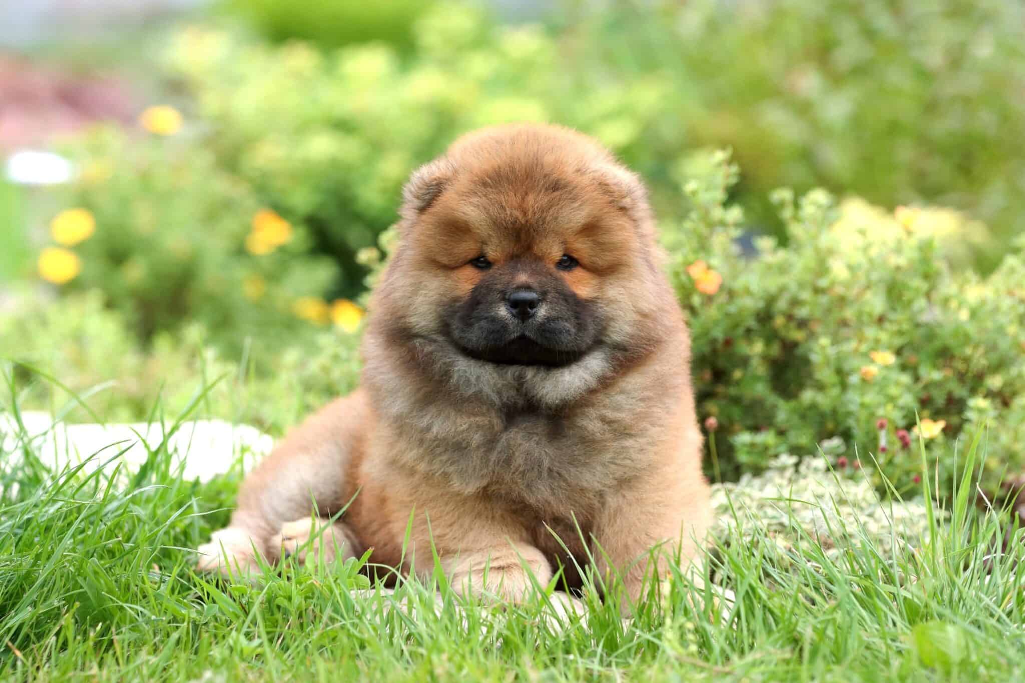 How Much Does a Chow Chow Cost? (2024 Updated)