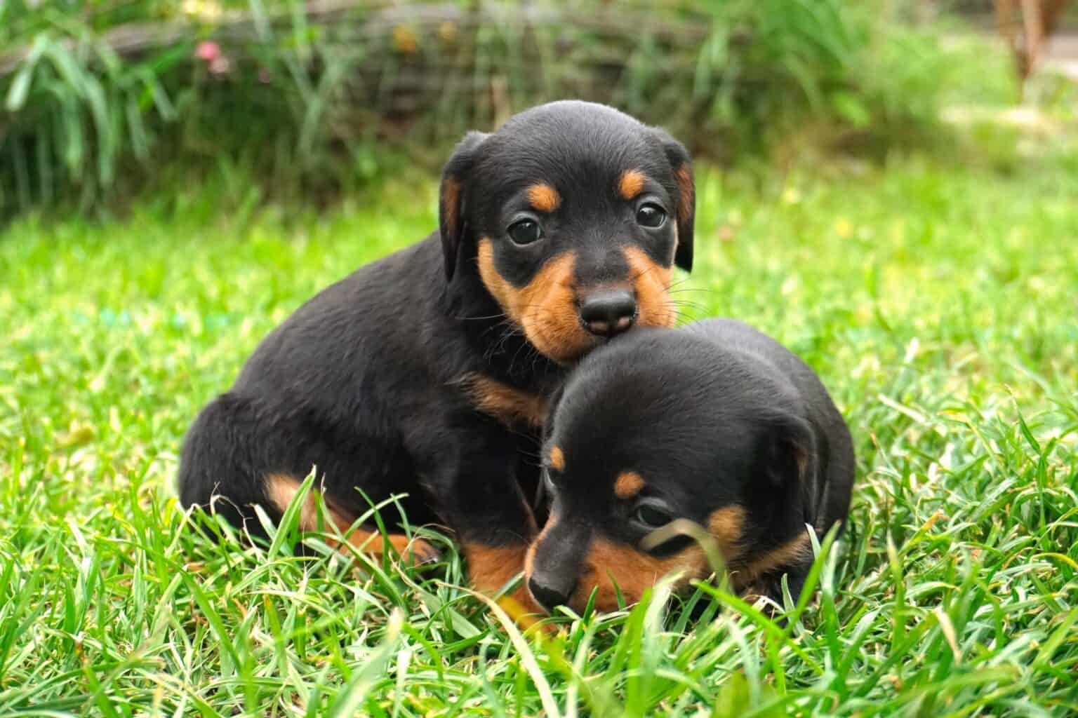 how-much-does-a-dachshund-cost-2026-updated