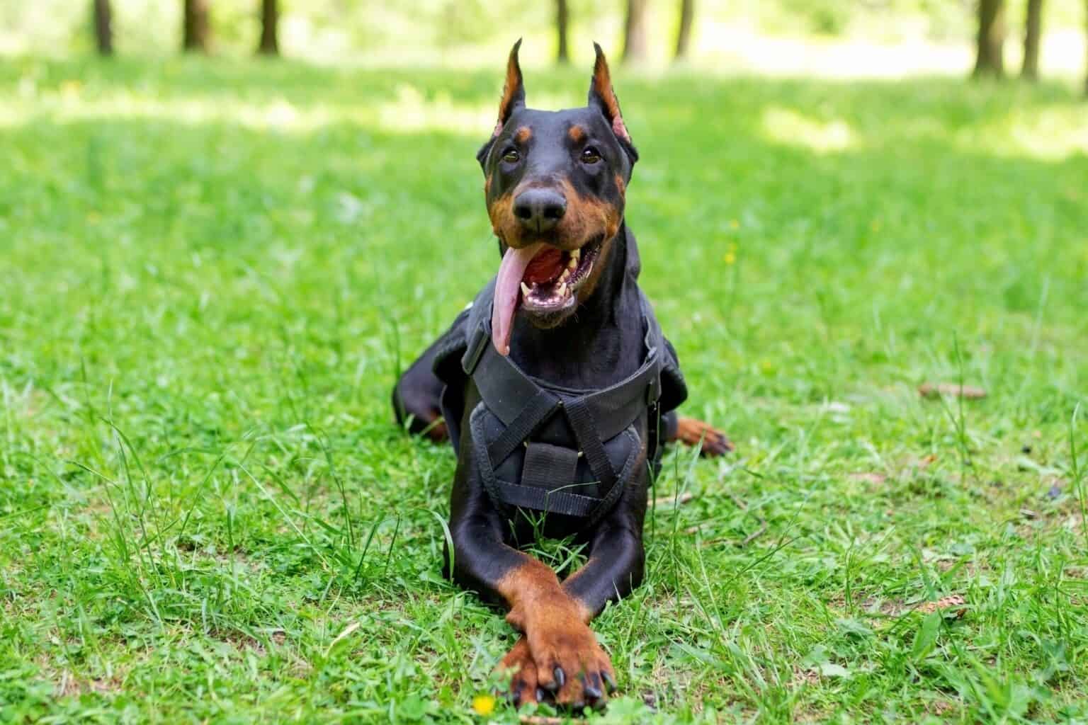 How Much Does a Doberman Cost? (2024 Updated)