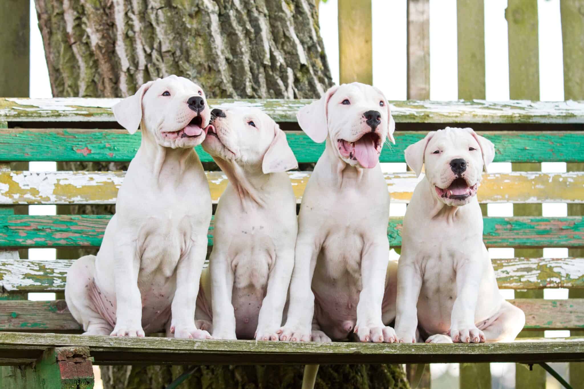 How Much Does a Dogo Argentino Cost? (2024 Updated)