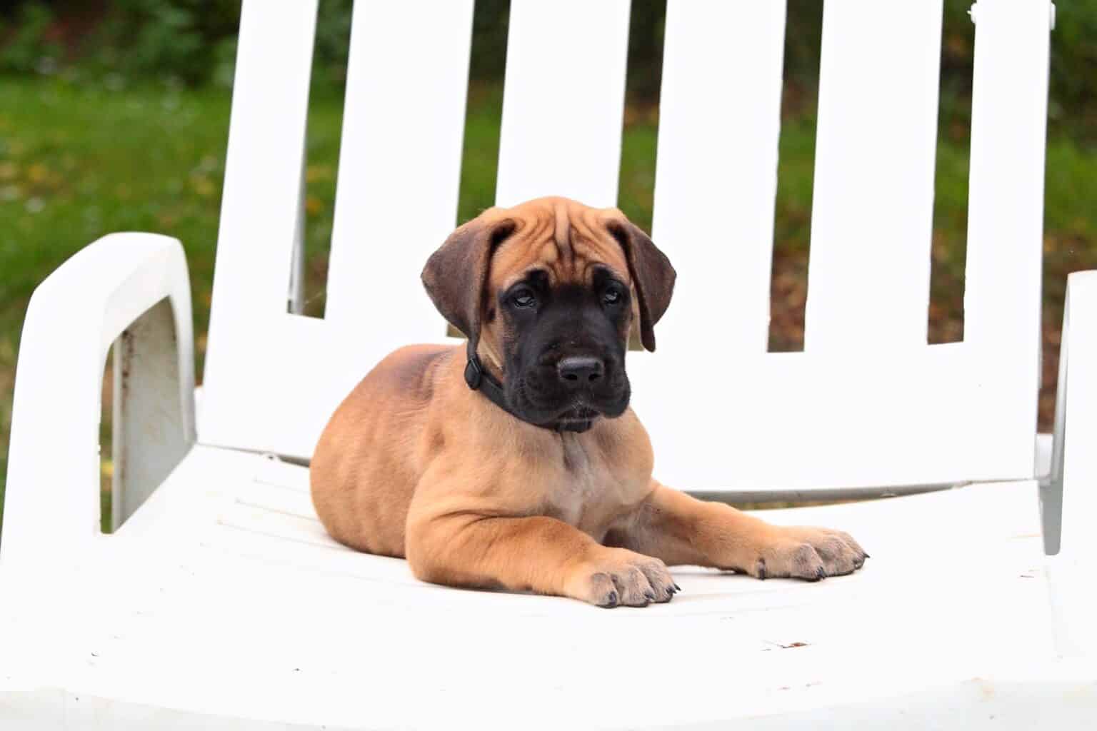 How Much Does a Great Dane Cost? (2024 Updated)