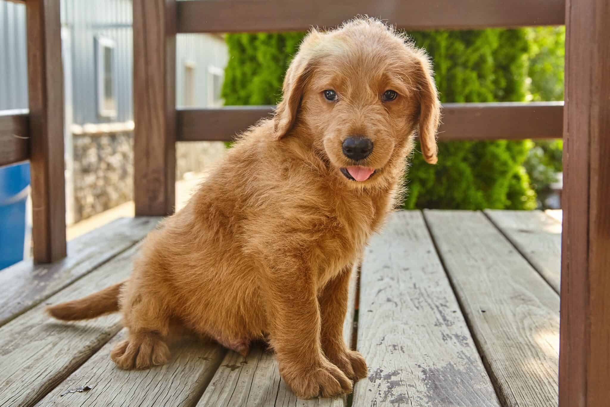 How Much Does a Labradoodle Cost? (2024 Updated)