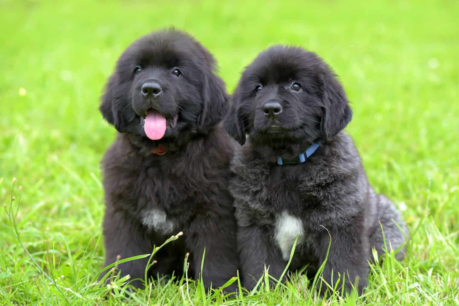 How Much Does a Newfoundland Cost? (2025 Updated)