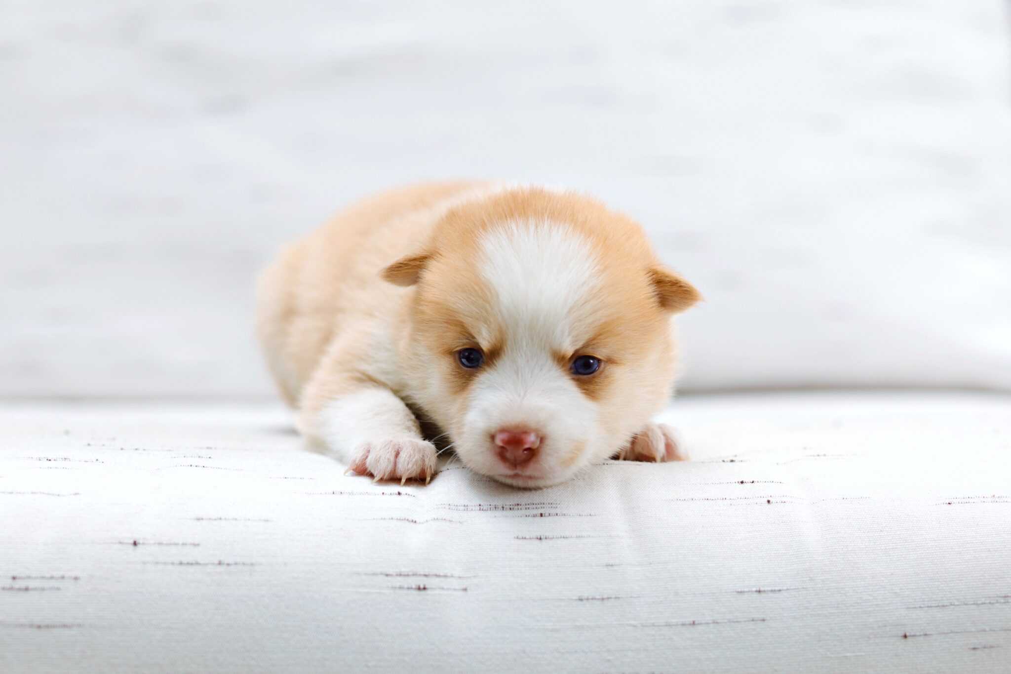 How Much Does a Pomsky Cost? (2024 Updated)