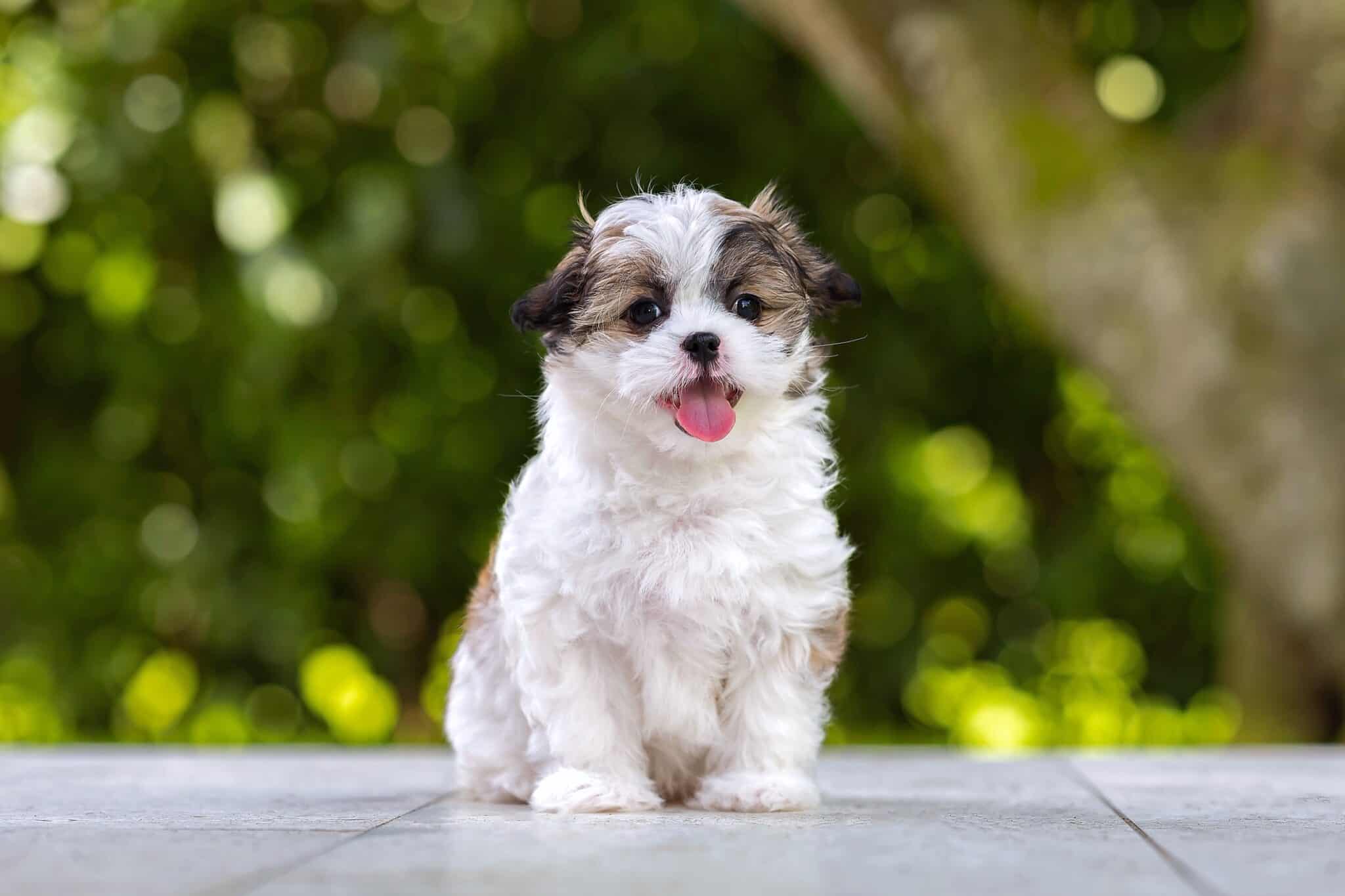 How Much Does a Shih Tzu Cost? (2024 Updated)