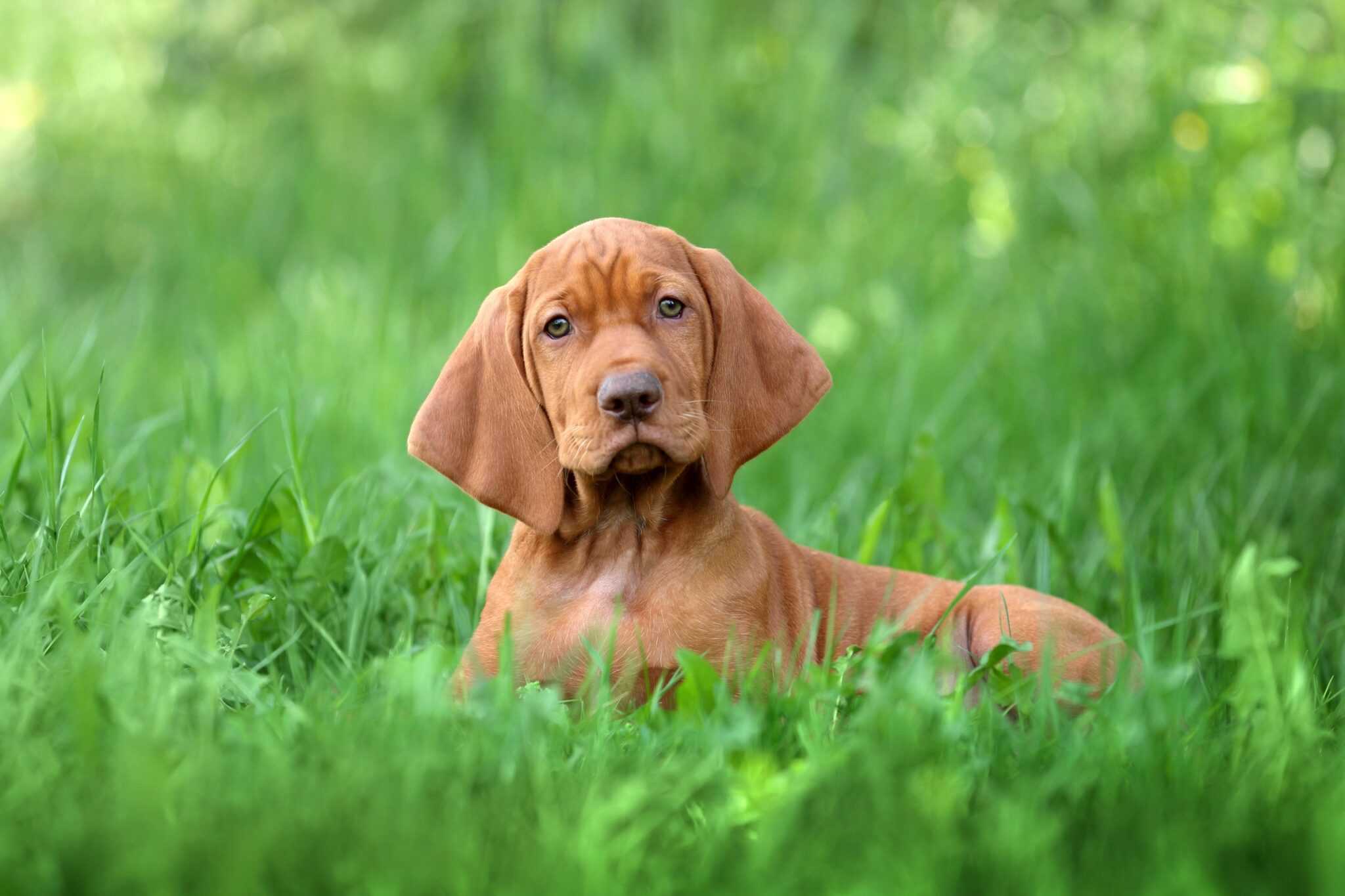 How Much Does a Vizsla Cost? (2024 Updated)
