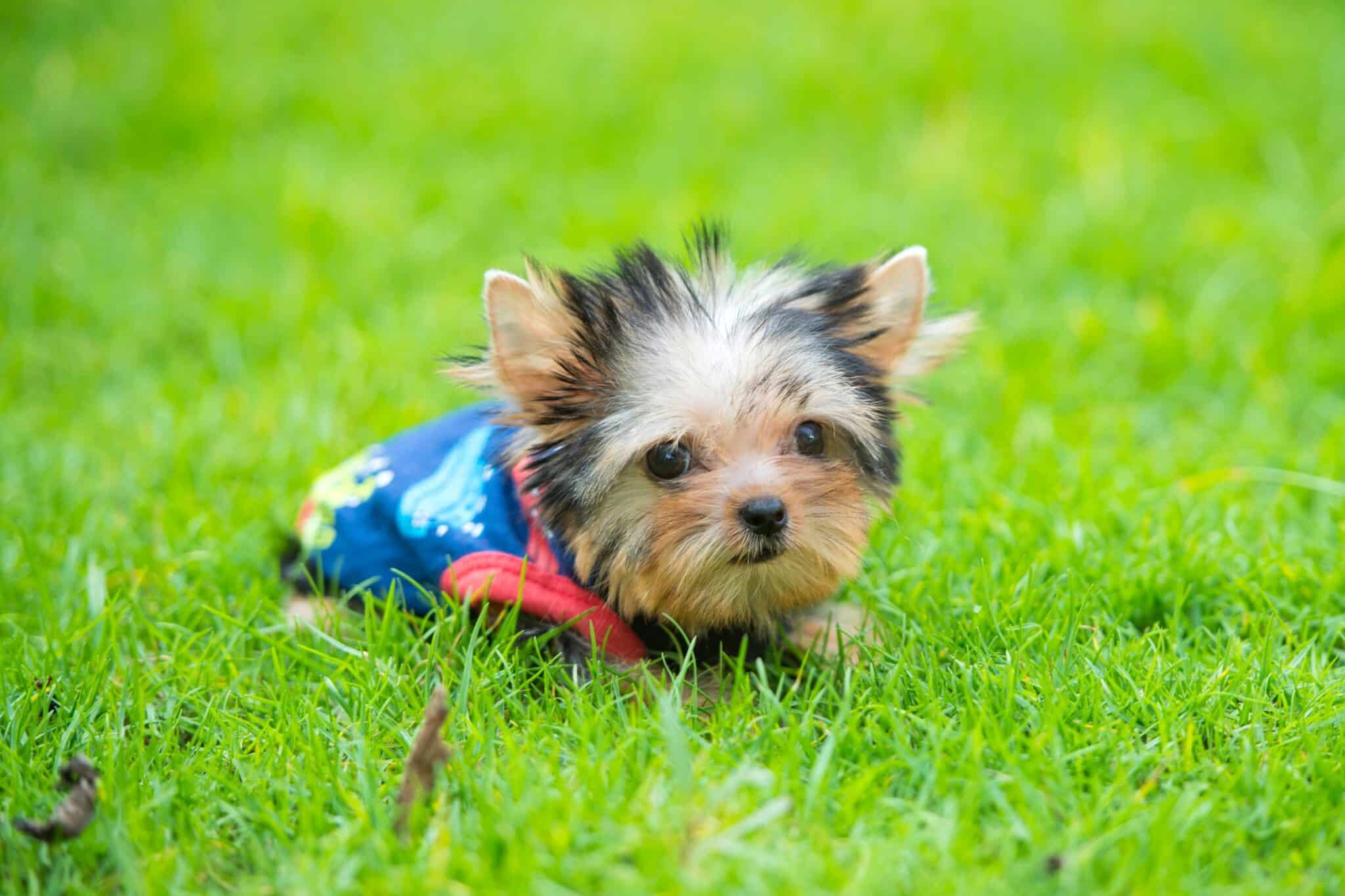 How Much Does a Teacup Yorkie Cost? (2024 Updated)