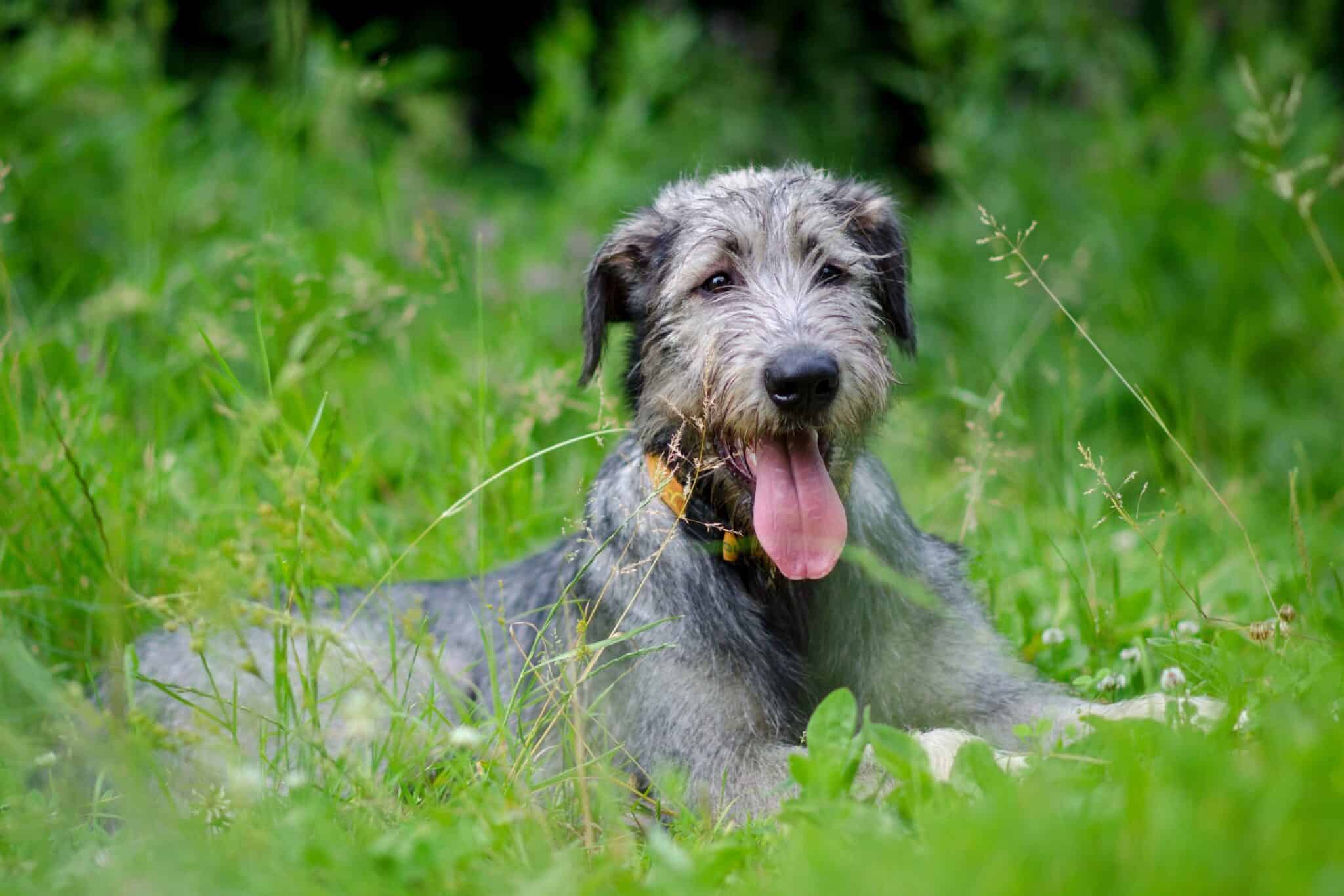 How Much Does an Irish Wolfhound Cost? (2024 Updated)