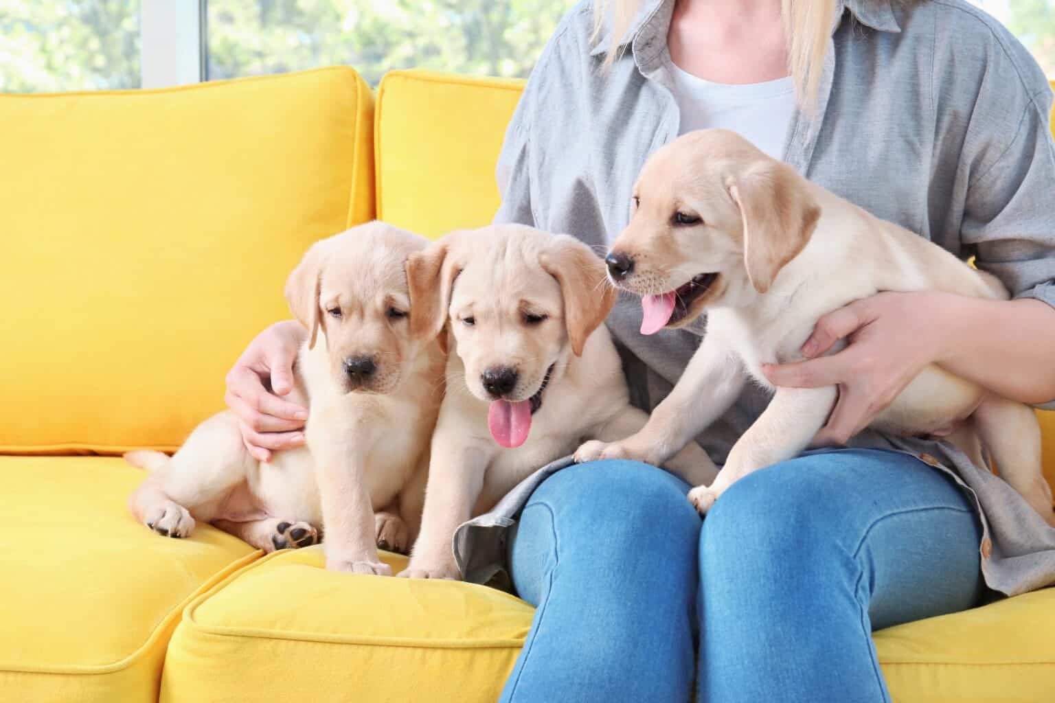 How Much Does a Labrador Retriever Cost? (2024 Updated)