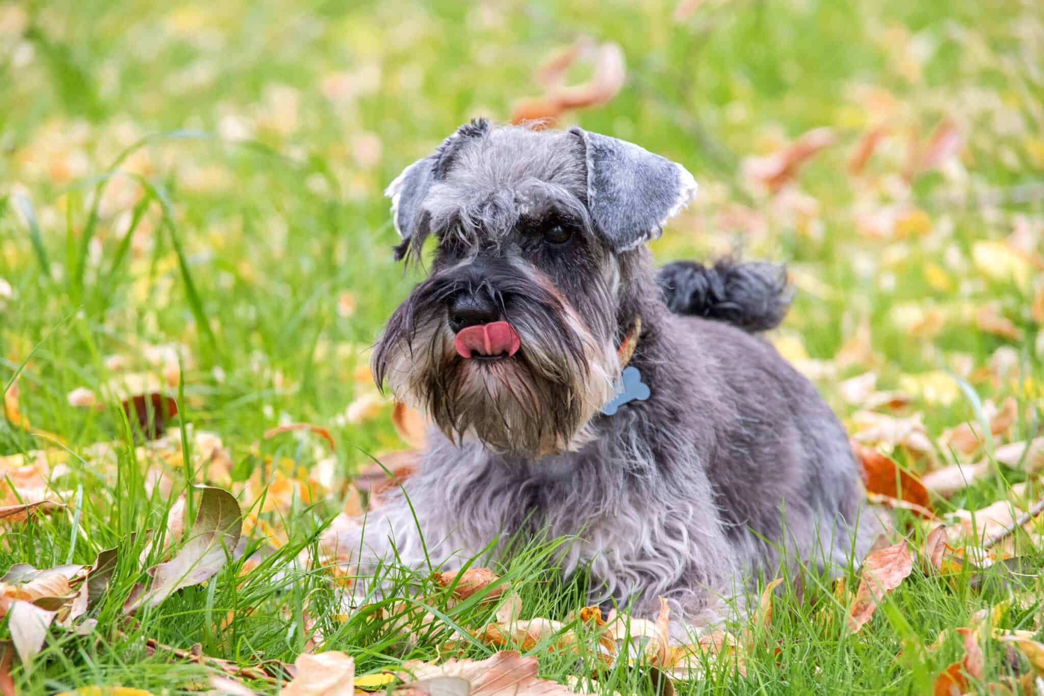 How Much Does a Miniature Schnauzer Cost? (2024 Updated)