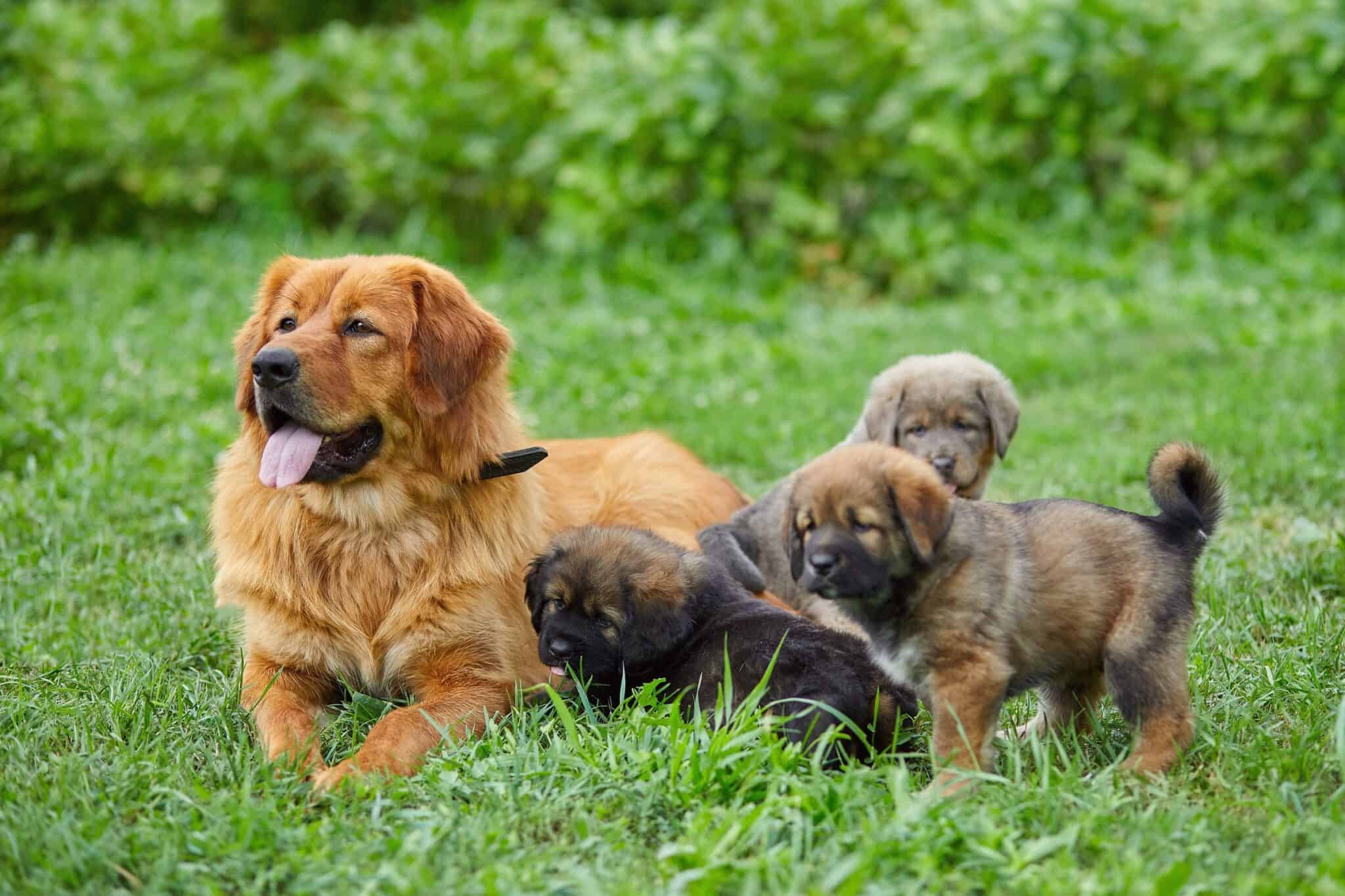 How Much Does a Newfoundland Cost? (2024 Updated)