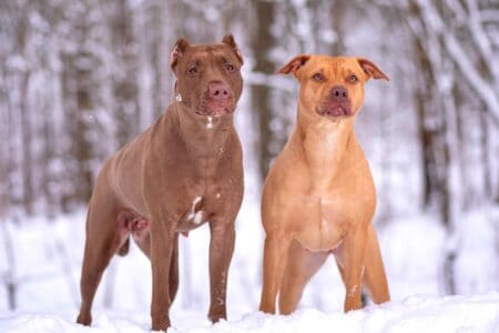30 Pitbull Colors & Patterns Explained (With Pictures)