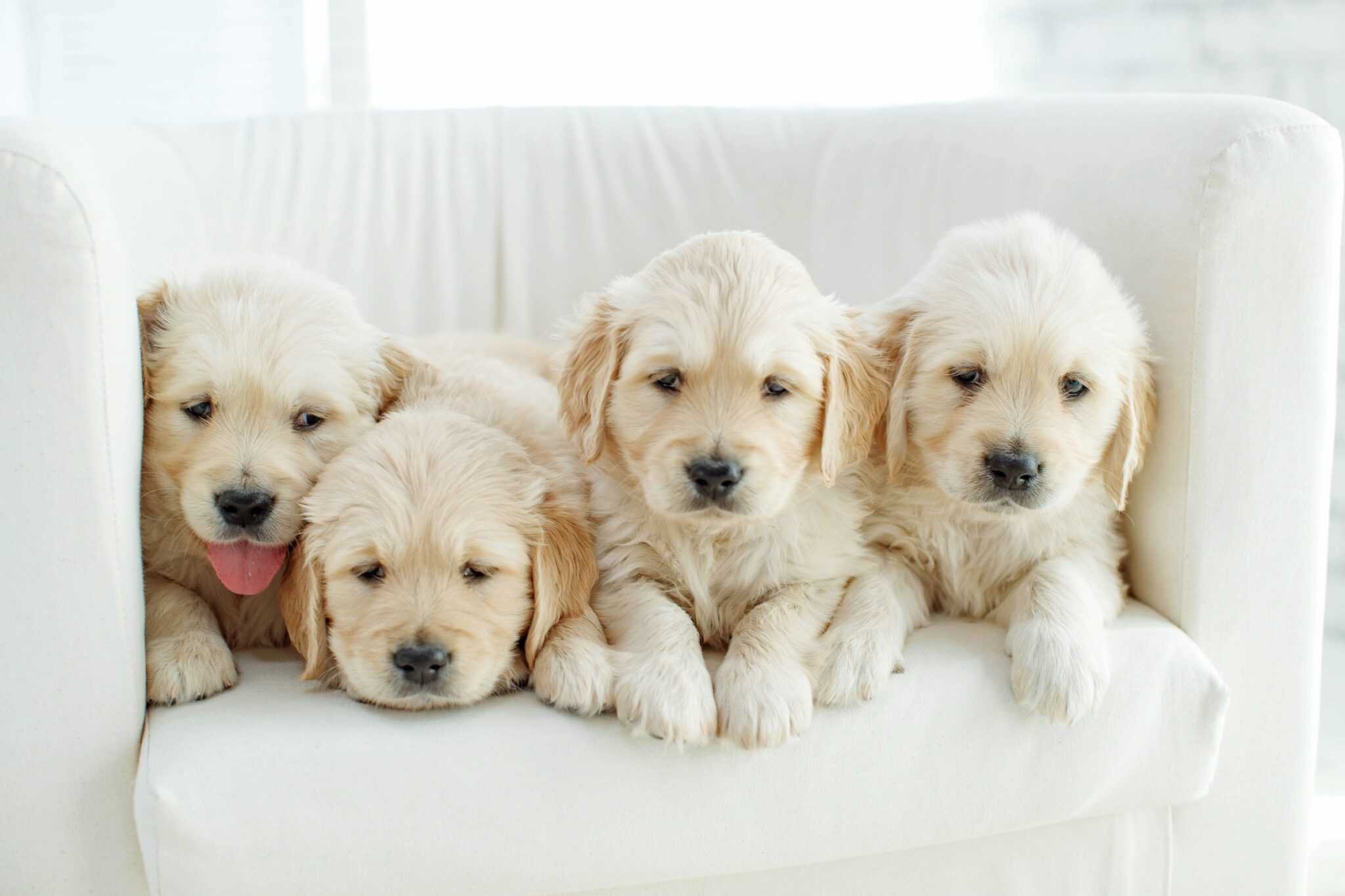 How Much Does a Labrador Retriever Cost? (2024 Updated)