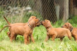 How Much Does a Rhodesian Ridgeback Cost? (2026 Updated)
