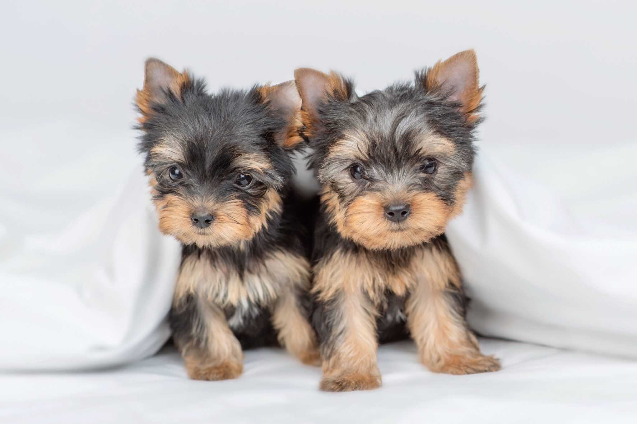 How Much Does a Teacup Yorkie Cost? (2024 Updated)