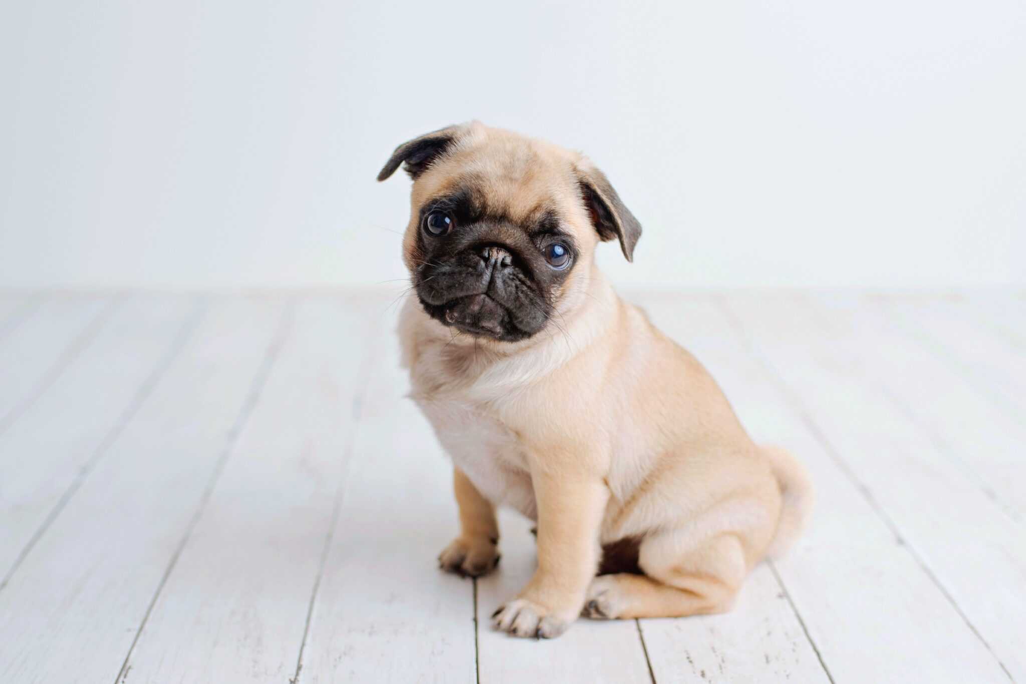 How Much Does a Pug Cost? (2024 Updated)